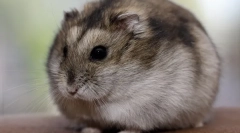 Trudnoća i porođaj u jungan hrčak